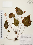 中文名:岩生秋海棠(S015461)學名:Begonia ravenii Peng & Chen(S015461)