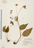 中文名:岩生秋海棠(S047220)學名:Begonia ravenii Peng & Chen(S047220)