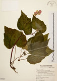 中文名:岩生秋海棠(S050307)學名:Begonia ravenii Peng & Chen(S050307)