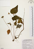 中文名:岩生秋海棠(S090595)學名:Begonia ravenii Peng & Chen(S090595)