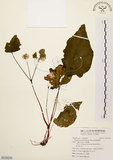 中文名:岩生秋海棠(S119238)學名:Begonia ravenii Peng & Chen(S119238)