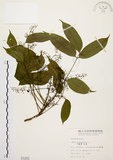 中文名:木蠟樹(S001202)學名:Rhus succedanea L.(S001202)中文別名:山漆英文名:Wax tree