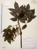 中文名:木蠟樹(S014688)學名:Rhus succedanea L.(S014688)中文別名:山漆英文名:Wax tree