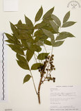 中文名:木蠟樹(S015503)學名:Rhus succedanea L.(S015503)中文別名:山漆英文名:Wax tree
