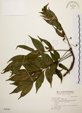 中文名:木蠟樹(S030745)學名:Rhus succedanea L.(S030745)中文別名:山漆英文名:Wax tree