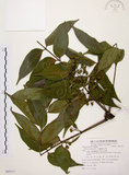 中文名:木蠟樹(S085317)學名:Rhus succedanea L.(S085317)中文別名:山漆英文名:Wax tree