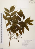 中文名:木蠟樹(S091743)學名:Rhus succedanea L.(S091743)中文別名:山漆英文名:Wax tree