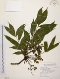 中文名:木蠟樹(S093113)學名:Rhus succedanea L.(S093113)中文別名:山漆英文名:Wax tree