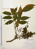 中文名:木蠟樹(S097260)學名:Rhus succedanea L.(S097260)中文別名:山漆英文名:Wax tree