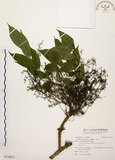 中文名:木蠟樹(S116013)學名:Rhus succedanea L.(S116013)中文別名:山漆英文名:Wax tree