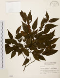 中文名:阿里山千金榆(S003661)學名:Carpinus kawakamii Hayata(S003661)英文名:Alishan hornbeam