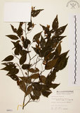 中文名:阿里山千金榆(S004911)學名:Carpinus kawakamii Hayata(S004911)英文名:Alishan hornbeam