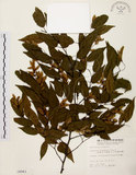 中文名:阿里山千金榆(S004943)學名:Carpinus kawakamii Hayata(S004943)英文名:Alishan hornbeam