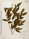 中文名:阿里山千金榆(S005760)學名:Carpinus kawakamii Hayata(S005760)英文名:Alishan hornbeam