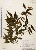 中文名:阿里山千金榆(S034287)學名:Carpinus kawakamii Hayata(S034287)英文名:Alishan hornbeam