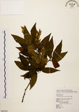 中文名:阿里山千金榆(S062542)學名:Carpinus kawakamii Hayata(S062542)英文名:Alishan hornbeam