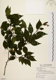 中文名:阿里山千金榆(S080520)學名:Carpinus kawakamii Hayata(S080520)英文名:Alishan hornbeam