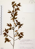 中文名:阿里山千金榆(S089637)學名:Carpinus kawakamii Hayata(S089637)英文名:Alishan hornbeam