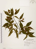 中文名:阿里山千金榆(S091506)學名:Carpinus kawakamii Hayata(S091506)英文名:Alishan hornbeam