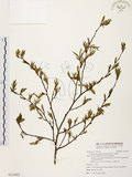 中文名:阿里山千金榆(S113022)學名:Carpinus kawakamii Hayata(S113022)英文名:Alishan hornbeam