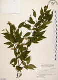 中文名:阿里山千金榆(S115995)學名:Carpinus kawakamii Hayata(S115995)英文名:Alishan hornbeam