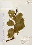 中文名:小刺山柑(S006156)學名:Capparis micracantha DC. var. henryi (Matsum.) Jacobs(S006156)英文名:Henry Caper