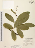 中文名:小刺山柑(S007497)學名:Capparis micracantha DC. var. henryi (Matsum.) Jacobs(S007497)英文名:Henry Caper
