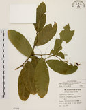 中文名:小刺山柑(S007498)學名:Capparis micracantha DC. var. henryi (Matsum.) Jacobs(S007498)英文名:Henry Caper