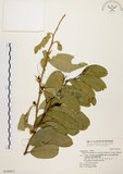 中文名:小刺山柑(S019931)學名:Capparis micracantha DC. var. henryi (Matsum.) Jacobs(S019931)英文名:Henry Caper