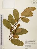 中文名:小刺山柑(S025950)學名:Capparis micracantha DC. var. henryi (Matsum.) Jacobs(S025950)英文名:Henry Caper