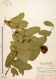中文名:小刺山柑(S050036)學名:Capparis micracantha DC. var. henryi (Matsum.) Jacobs(S050036)英文名:Henry Caper