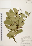 中文名:小刺山柑(S062882)學名:Capparis micracantha DC. var. henryi (Matsum.) Jacobs(S062882)英文名:Henry Caper
