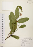 中文名:小刺山柑(S085701)學名:Capparis micracantha DC. var. henryi (Matsum.) Jacobs(S085701)英文名:Henry Caper