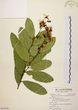 中文名:小刺山柑(S113124)學名:Capparis micracantha DC. var. henryi (Matsum.) Jacobs(S113124)英文名:Henry Caper