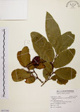 中文名:小刺山柑(S117190)學名:Capparis micracantha DC. var. henryi (Matsum.) Jacobs(S117190)英文名:Henry Caper