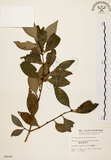 中文名:福建賽衛矛 (S006646)學名:Microtropis fokienensis Dunn(S006646)中文別名:福建假衛矛英文名:Fokien microtropis