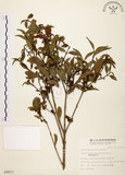 中文名:福建賽衛矛 (S009017)學名:Microtropis fokienensis Dunn(S009017)中文別名:福建假衛矛英文名:Fokien microtropis