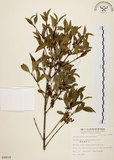 中文名:福建賽衛矛 (S009019)學名:Microtropis fokienensis Dunn(S009019)中文別名:福建假衛矛英文名:Fokien microtropis