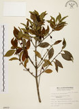 中文名:福建賽衛矛 (S009022)學名:Microtropis fokienensis Dunn(S009022)中文別名:福建假衛矛英文名:Fokien microtropis