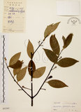 中文名:福建賽衛矛 (S037397)學名:Microtropis fokienensis Dunn(S037397)中文別名:福建假衛矛英文名:Fokien microtropis