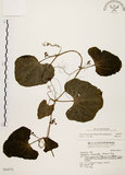 中文名:黑果馬皎兒(S034775)學名:Zehneria mucronata (Blume) Miq.(S034775)