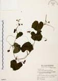 中文名:黑果馬皎兒(S049853)學名:Zehneria mucronata (Blume) Miq.(S049853)