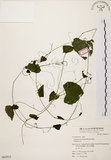 中文名:黑果馬皎兒(S063915)學名:Zehneria mucronata (Blume) Miq.(S063915)