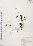 中文名:黑果馬皎兒(S064419)學名:Zehneria mucronata (Blume) Miq.(S064419)