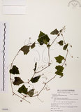 中文名:黑果馬皎兒(S086008)學名:Zehneria mucronata (Blume) Miq.(S086008)