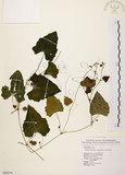 中文名:黑果馬皎兒(S089554)學名:Zehneria mucronata (Blume) Miq.(S089554)