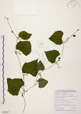 中文名:黑果馬皎兒(S090652)學名:Zehneria mucronata (Blume) Miq.(S090652)