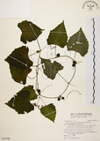 中文名:黑果馬皎兒(S092440)學名:Zehneria mucronata (Blume) Miq.(S092440)