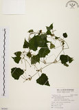 中文名:黑果馬皎兒(S092881)學名:Zehneria mucronata (Blume) Miq.(S092881)