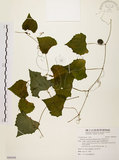 中文名:黑果馬皎兒(S094590)學名:Zehneria mucronata (Blume) Miq.(S094590)